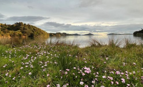 Spring in the Coromandel