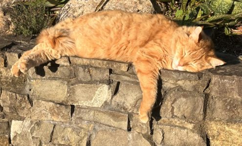 Coromandel’s Town Cat: Helen Clark